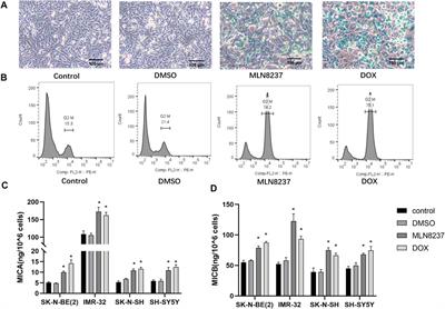 Mechanisms of Senescence-Related NKG2D Ligands Release and Immune Escape Induced by Chemotherapy in Neuroblastoma Cells